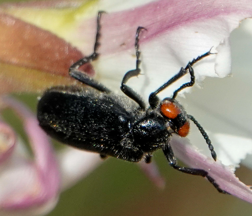 Red-eared Blister Beetle