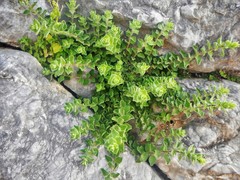 Origanum onites