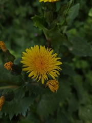 Sonchus
