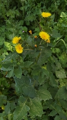 Sonchus