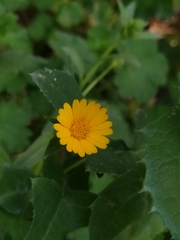 Calendula arvensis