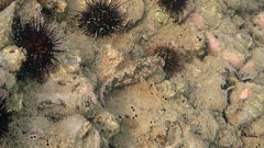 Parablennius tentacularis