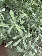Salvadora australis