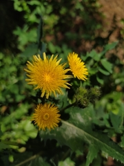 Sonchus