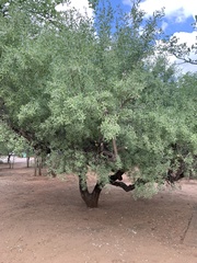 Salvadora australis