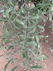 Salvadora australis