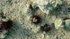 Paracentrotus lividus image