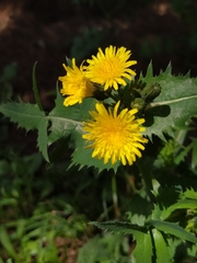 Sonchus