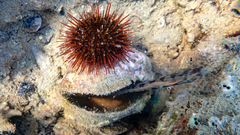 Parablennius tentacularis