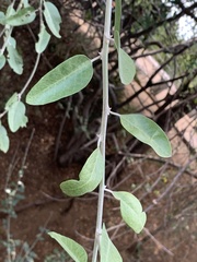 Capparis tomentosa