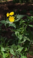Sonchus