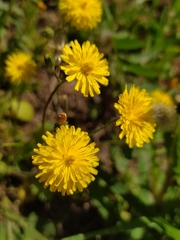 Cichorieae