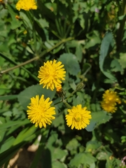 Cichorieae