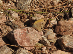 Pharneuptychia phares