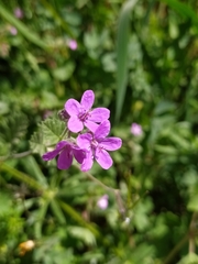 Erodium