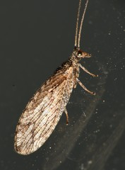Micromus variolosus