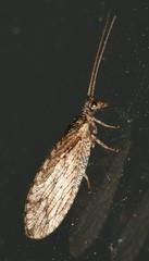 Micromus variolosus