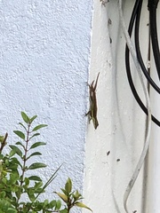 Anolis bimaculatus