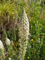 Reseda alba