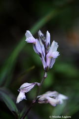 Polygala venulosa