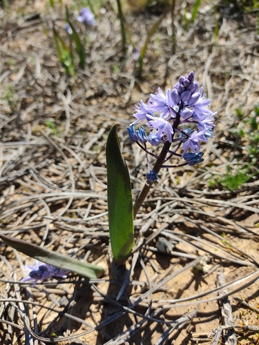 Single-Leaved Squill