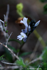 Polygala venulosa