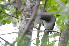 Melopyrrha violacea
