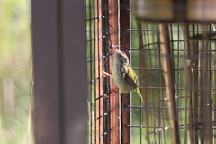 Orthotomus sutorius