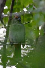 Melopyrrha violacea