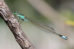Ischnura senegalensis