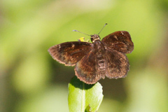 Ephyriades brunnea