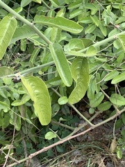 Capparis tomentosa