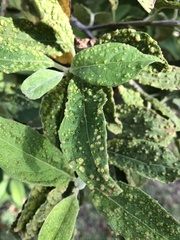 Eriophyes plucheae