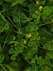 Medicago arabica