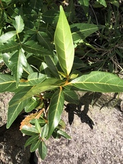 Citharexylum spinosum