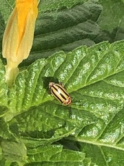 Disonycha spilotrachela