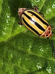 Disonycha spilotrachela