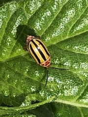 Disonycha spilotrachela