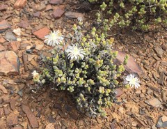 Octopoma tanquanum
