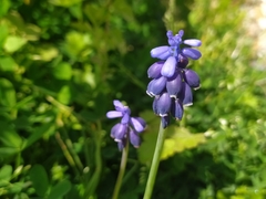 Muscari