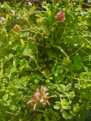 Trifolium clypeatum
