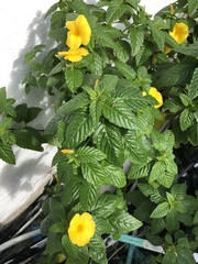 Disonycha spilotrachela