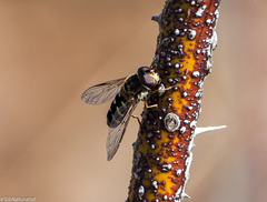 Dasysyrphus pinastri