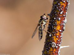Dasysyrphus pinastri