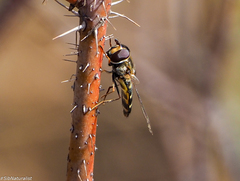 Dasysyrphus pinastri