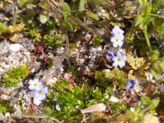 Myosotis