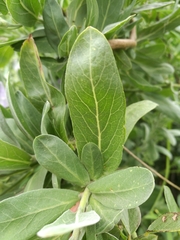 Convolvulus fruticulosus subsp. fruticulosus image