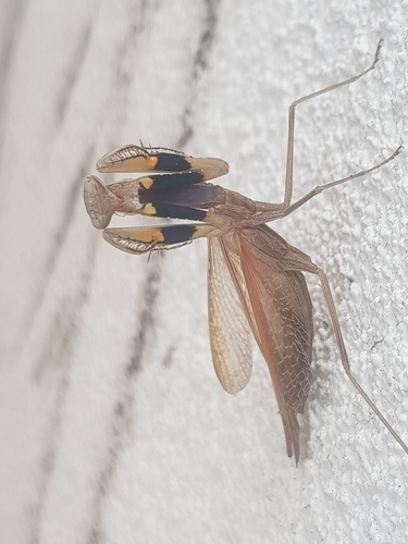 Statilia apicalis (Saussure, 1871)