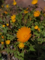 Calendula arvensis