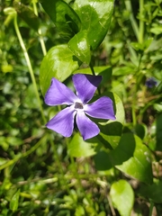 Vinca major